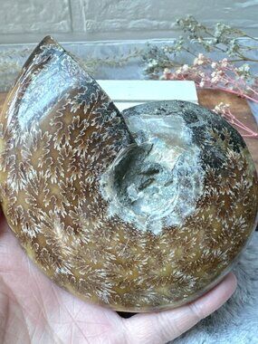 Gorgeous Ammonite Fossil Specimen